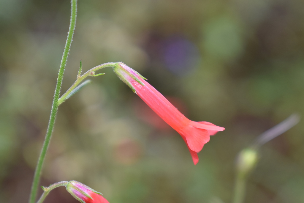 Ipomopsis monticola