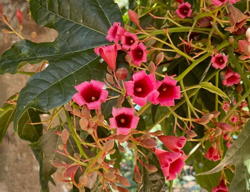 Brachychiton × vinicolor Guymer 2