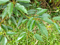 Elaeocarpus japonicus