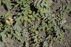 Psephellus hymenolepis