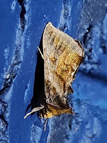 Unspotted Looper Moth photo 6