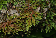 Selaginella repanda