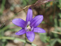 Brodiaea terrestris kernensis