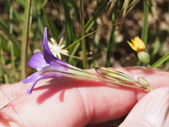 Brodiaea terrestris kernensis