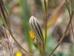 Brodiaea terrestris kernensis