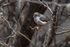 Mouse-Colored Penduline Tit photo 3