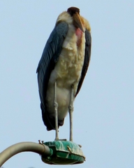 Leptoptilos crumenifer