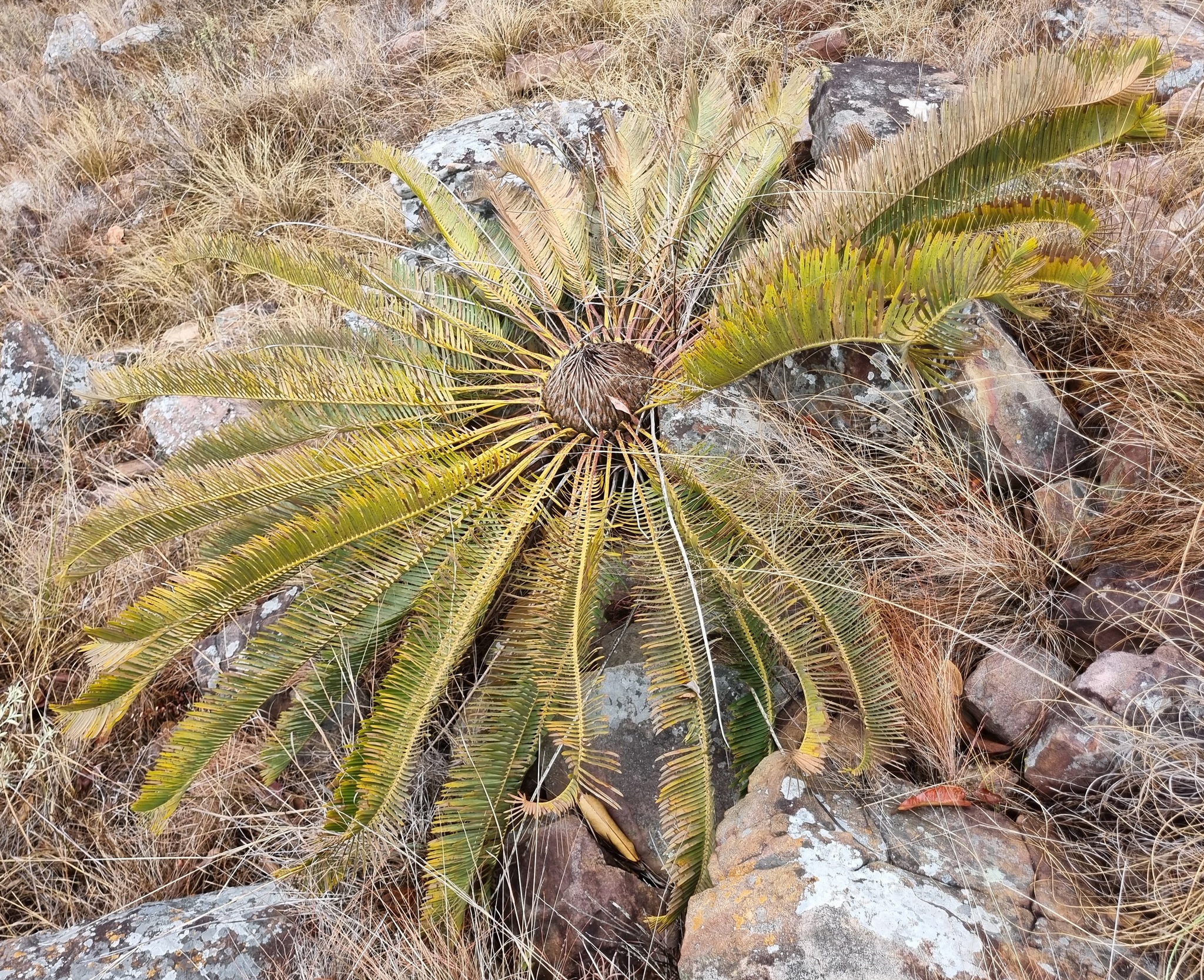 Encephalartos laevifolius