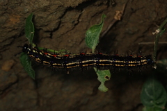 Yoma sabina podium