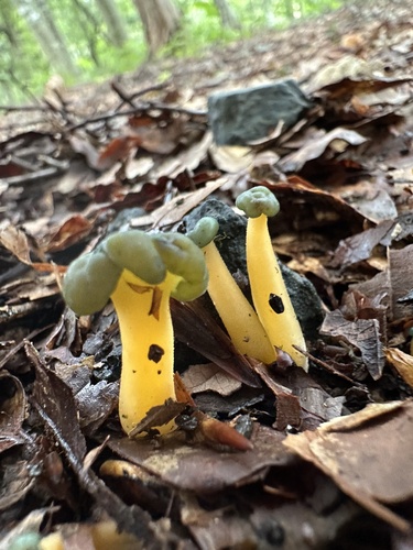 Leotia viscosa