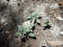 Phacelia hydrophylloides