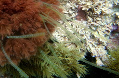 Chaetomorpha coliformis