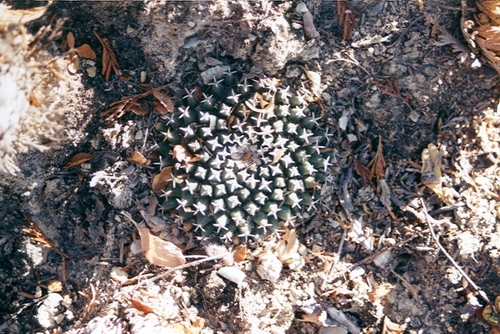 Mammillaria sempervivi