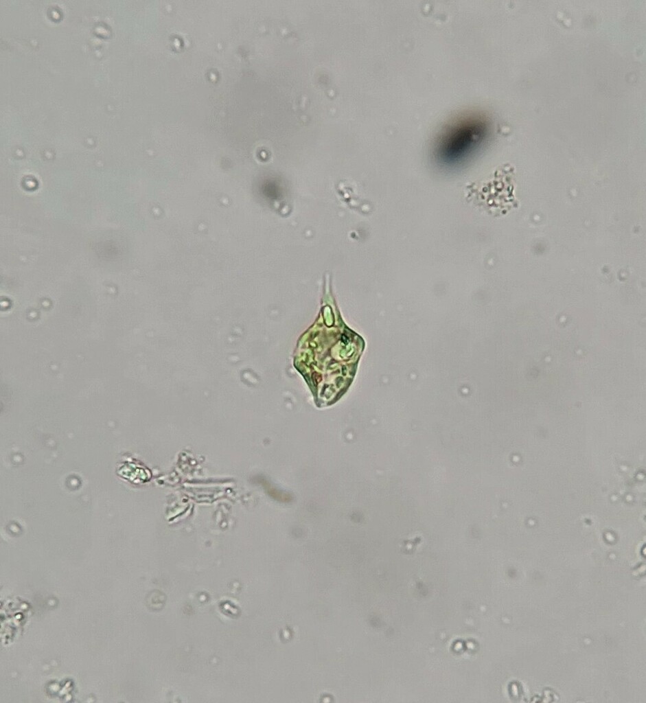 phacus-from-south-bank-south-brisbane-qld-australia-on-september-23