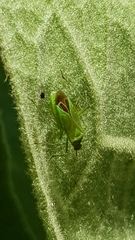 Calocoris affinis