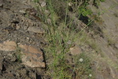 Callicephalus nitens
