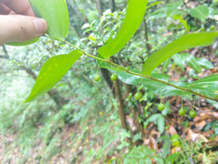 Polygonatum arisanense