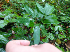 Arisaema heterophyllum