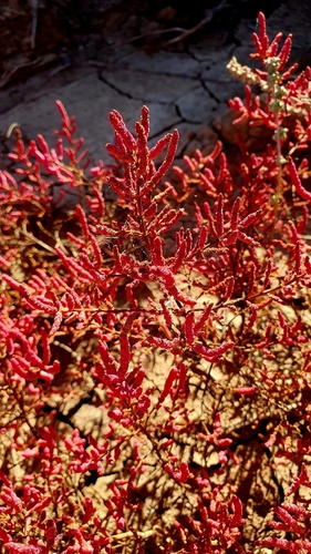Image of Salicornia perennans by (c) Анна Митрошенкова, some rights reserved (CC BY)