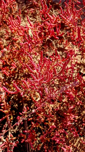 Image of Salicornia perennans by (c) Анна Митрошенкова, some rights reserved (CC BY)
