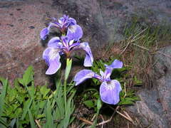 Iris hookeri