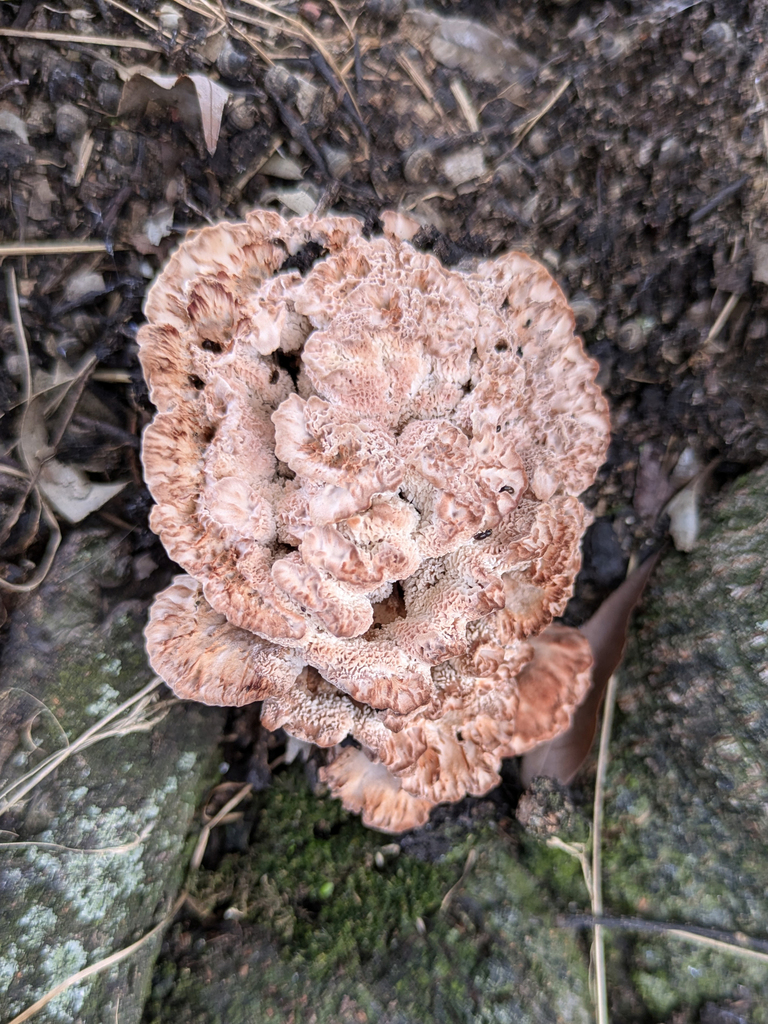 Abortiporus biennis · September 2024 · photo: © timur_kalininsky (iNaturalist, cc-by)