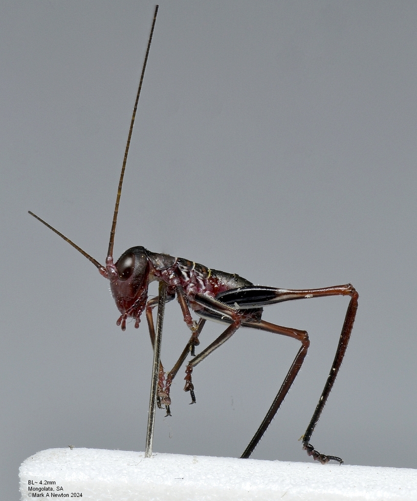 Crickets from Mongolata SA 5417, Australia on September 25, 2024 at 01: ...