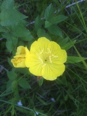 Oenothera pilosella