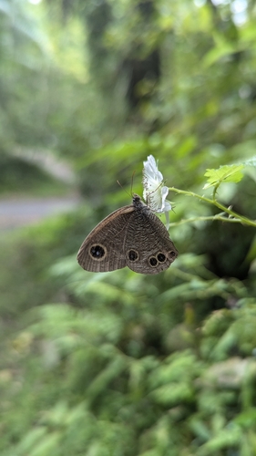 Ypthima tappana