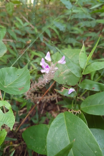 Image of Uraria crinita by (c) 如此甚好, some rights reserved (CC BY)