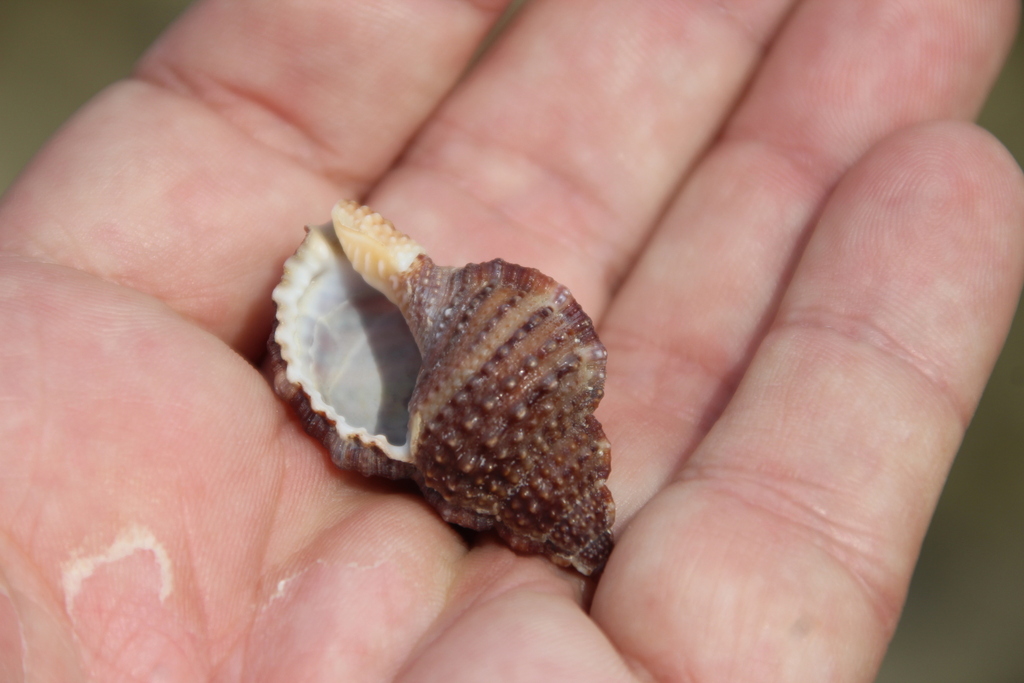 Granular Frog Shell