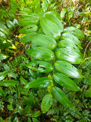Polygonatum arisanense