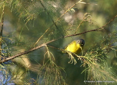Leiothlypis ruficapilla