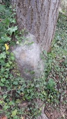 Thaumetopoea processionea