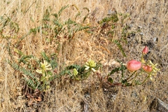 Astragalus nuttallii virgatus