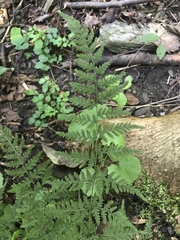 Cystopteris tennesseensis