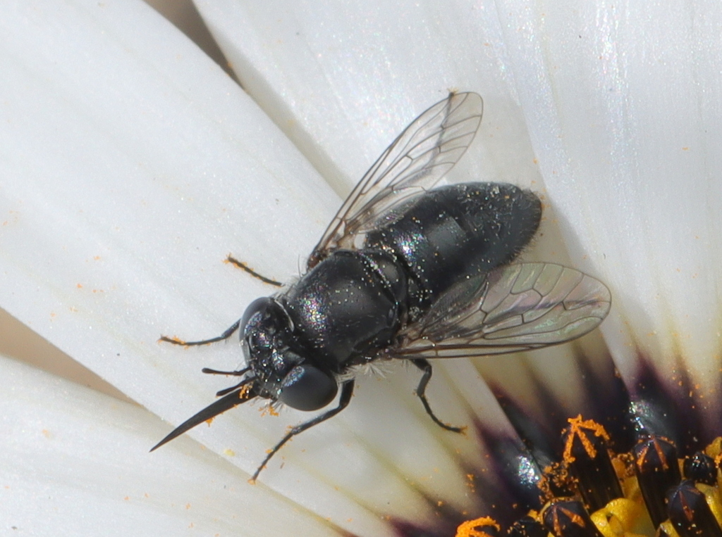 Beetledaisy Fly