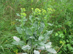 Senecio doria