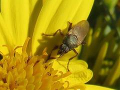 Coelopa