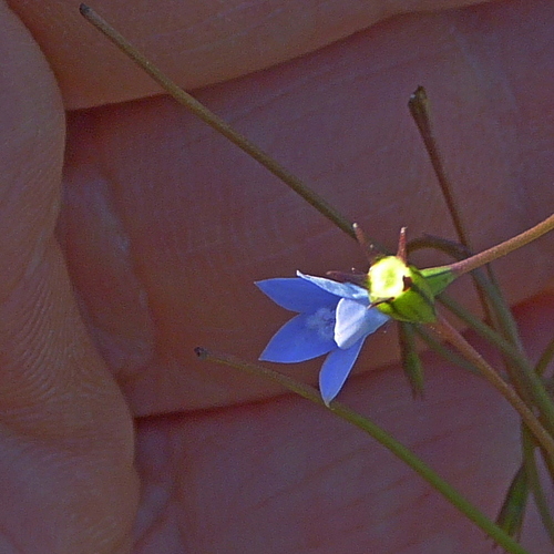 Image of Wahlenbergia gracilis by (c) Max Campbell, some rights reserved (CC BY)