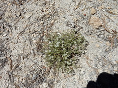 Sabulina nuttallii