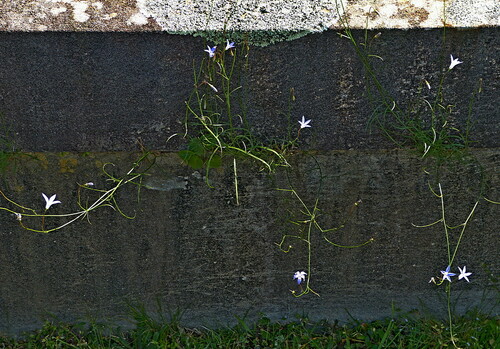 Image of Wahlenbergia capillaris by (c) Max Campbell, some rights reserved (CC BY)