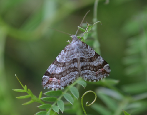 Manchester Treble-bar Moth photo 4