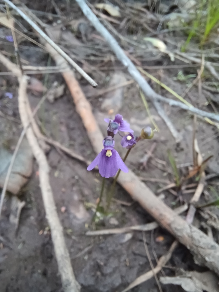 Utricularia oppositiflora R.Br.