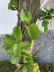 Parsonsia alboflavescens