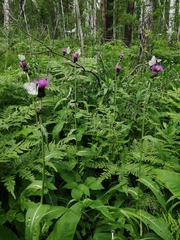 Cirsium helenioides