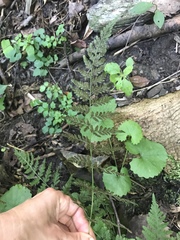 Cystopteris tennesseensis