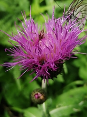 Cirsium helenioides