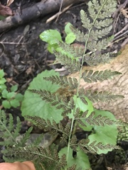 Cystopteris tennesseensis