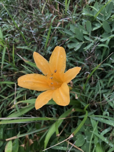 Hemerocallis fulva